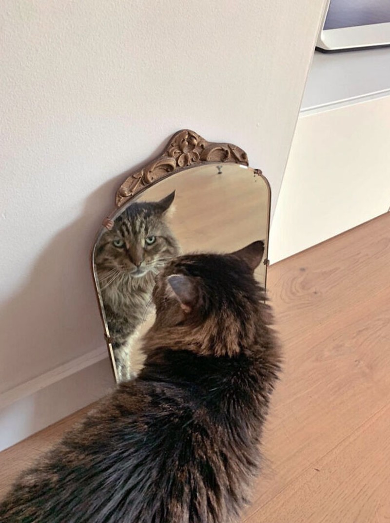 Tingkah Kocak Penjual Cermin di Online, Effort Banget