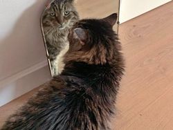 Tingkah Kocak Penjual Cermin di Online, Effort Banget