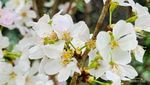Saat Bunga Sakura Mekar dengan Indahnya di... Singapura