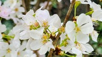 Tidak hanya warna merah muda, bunga Sakura warna putih pun juga ada.