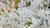 Potret lebatnya bunga Sakura warna putih yang ada di Singapura.