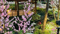 Bunga Sakura yang ada di sekitar Minka.