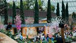 Saat Bunga Sakura Mekar dengan Indahnya di... Singapura