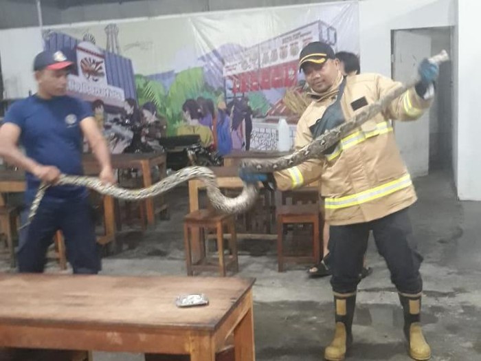 Evakuasi ular sanca yang bersembunyi di kamar mandi salah satu rumah makan di Tamantirto, Kasihan, Kabupaten Bantul, Rabu (17/4/2024) pagi.