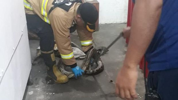 Evakuasi ular sanca yang bersembunyi di kamar mandi salah satu rumah makan di Tamantirto, Kasihan, Kabupaten Bantul, Rabu (17/4/2024) pagi.