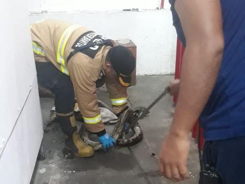 Evakuasi ular sanca yang bersembunyi di kamar mandi salah satu rumah makan di Tamantirto, Kasihan, Kabupaten Bantul, Rabu (17/4/2024) pagi.