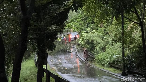 Hujan disertai angin kencang menyebabkan pohon tumbang di Jalan Akses UI menuju Jalan Margonda Raya, Depok, Jabar. Saat ini jalan tersebut ditutup sementara. (Devi P/detikcom)
