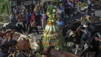 Tradisi Lebaran sapi ini dilakukan turun temurun pada bulan Syawal atau Lebaran ketupat.