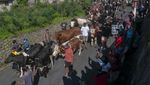 Meriahnya Tradisi Lebaran Sapi Syawal di Boyolali