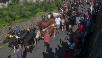 Warga mengarak hewan ternak sapi saat mengikuti Tradisi Lebaran Sapi di lereng Gunung Merapi, Sruni, Musuk, Boyolali, Jawa Tengah, Rabu (17/4/2024).