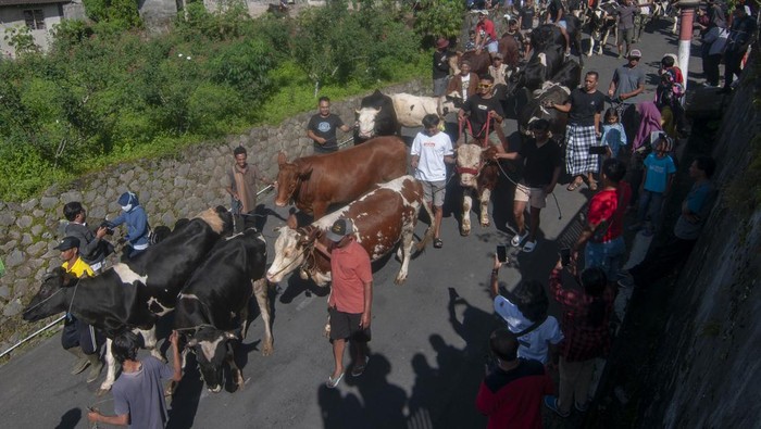 Meriahnya Arak-arakan Sapi Tradisi Syawalan di Boyolali Warga mengarak hewan ternak sapi saat mengikuti Tradisi Lebaran Sapi di lereng Gunung Merapi, Sruni, Musuk, Boyolali, Jawa Tengah, Rabu (17/4/2024). Tradisi Lebaran sapi yang dilakukan turun temurun pada bulan Syawal atau Lebaran ketupat itu sebagai rasa syukur bagi warga setempat atas hasil hewan ternak sapi yang baik sehingga dapat meningkatkan penghasilan ekonomi sekaligus untuk mengangkat potensi hewan ternak sapi di lereng Gunung Merapi. ANTARA FOTO/Aloysius Jarot Nugroho/rwa.