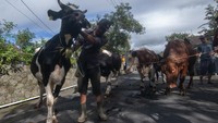 Selain itu, tradisi ini juga sebagai rasa syukur bagi warga setempat atas hasil hewan ternak sapi yang baik sehingga dapat meningkatkan penghasilan ekonomi sekaligus untuk mengangkat potensi hewan ternak sapi di lereng Gunung Merapi.