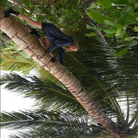 Sebelum bertolak ke Prancis, ia mengunggah foto lain yang menampilkannya memanjat pohon, tampaknya diambil di Mentawai. Foto: Instagram @stellamaxwell