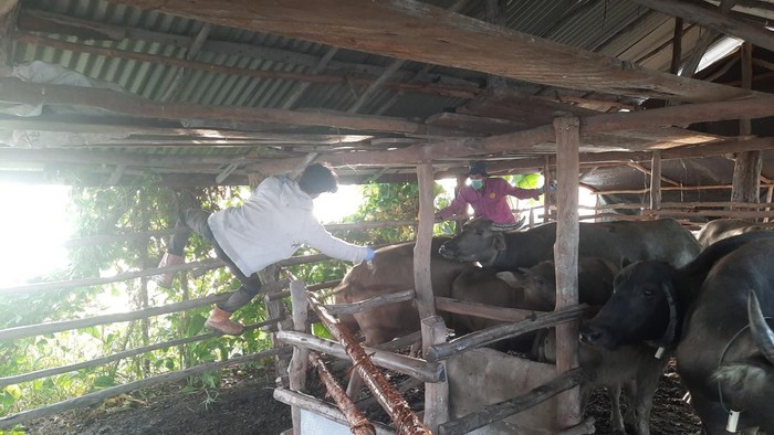 Upaya vaksinasi telah dilakukan DKPP Sumsel.