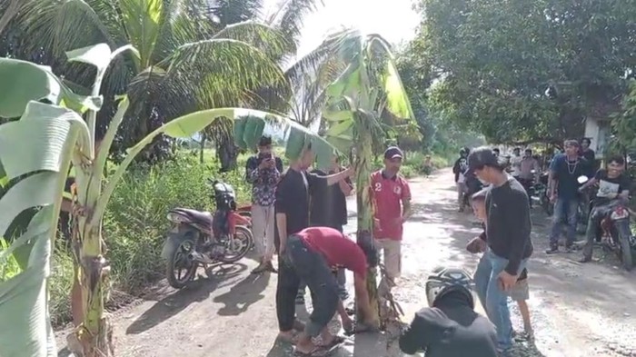 Warga menanam pohon pisang di jalan berlubang di Bulukumba sebagai bentuk protes terhadap pemerintah.