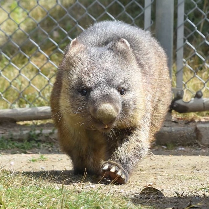 Patriark Wombat Mencapai Tonggak Sejarah Usia yang Luar Biasa