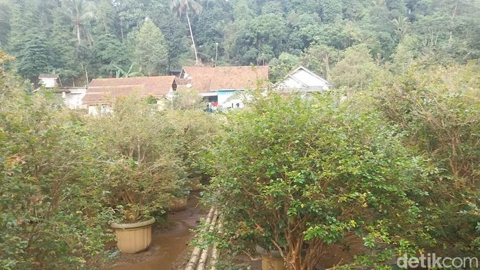 Kebun anggur brazil di Majalengka.