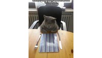 Ekspresi kucing ini sangat mewakili saat kamu dipanggil untuk makan, eh ternyata makanannya belum siap. Pasti kecewa sih! Foto: Delicious AU