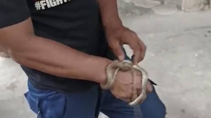 Penampakan ular koros yang dievakuasi Damkar Parepare.