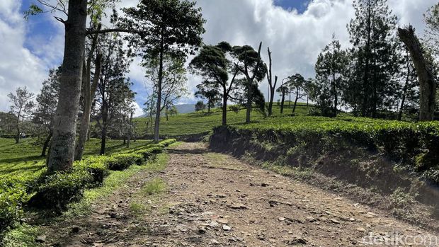 Perkebunan Teh Sukawana