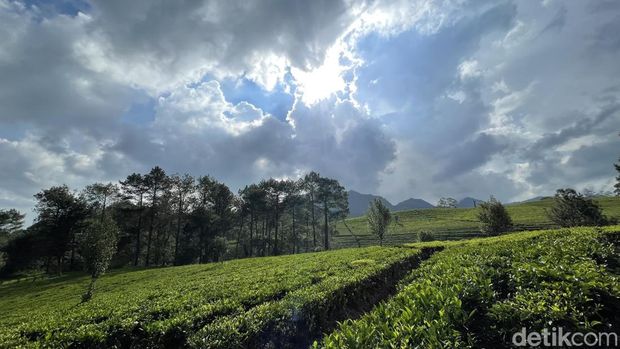 Perkebunan Teh Sukawana
