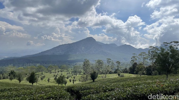 Perkebunan Teh Sukawana