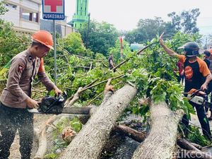 Warga Keluhkan BPBD Bone Lambat Tangani Pohon Tumbang