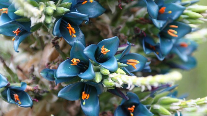 Puya alpestris Bromeliaceae