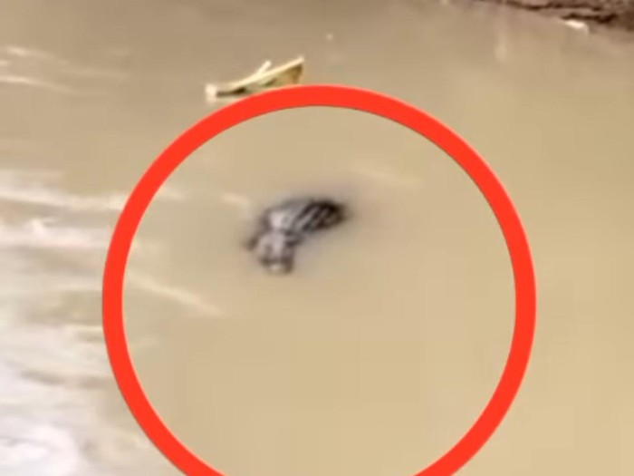 Tangkapan layar video viral kemunculan buaya di Sungai Salutete, Kelurahan Pentojangan, Kecamatan Telluwanua, Kota Palopo (Istimewa)