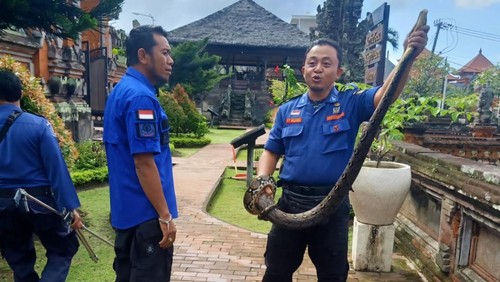Penampakan ular piton yang ditangkap di objek wisata Kerta Gosa, Klungkung, Kamis (18/4/2024).