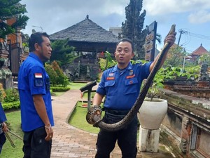 Temuan Ular Besar di Objek Wisata Kerta Gosa Bali yang Bikin Kaget