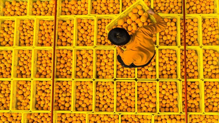 Drone Jadi Alat Transportasi Angkut Jeruk dari Kebun ke Pasar di China YICHANG, CHINA - APRIL 09: Villagers harvest naval oranges in an orchard on April 9, 2024 in Zigui County, Yichang City, Hubei Province of China. Thanks to drones, fresh naval oranges are transported more quickly from orchard to the market. (Photo by VCG/VCG via Getty Images)
