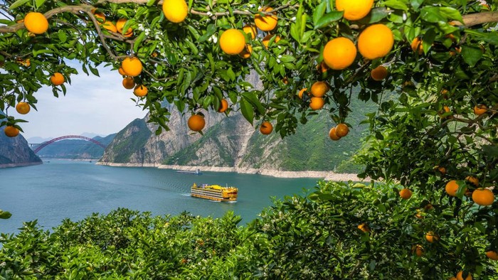 Drone Jadi Alat Transportasi Angkut Jeruk dari Kebun ke Pasar di China YICHANG, CHINA - APRIL 09: Villagers harvest naval oranges in an orchard on April 9, 2024 in Zigui County, Yichang City, Hubei Province of China. Thanks to drones, fresh naval oranges are transported more quickly from orchard to the market. (Photo by VCG/VCG via Getty Images)