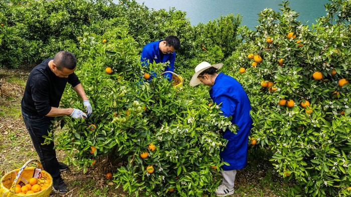 Drone Jadi Alat Transportasi Angkut Jeruk dari Kebun ke Pasar di China YICHANG, CHINA - APRIL 09: Villagers harvest naval oranges in an orchard on April 9, 2024 in Zigui County, Yichang City, Hubei Province of China. Thanks to drones, fresh naval oranges are transported more quickly from orchard to the market. (Photo by VCG/VCG via Getty Images)