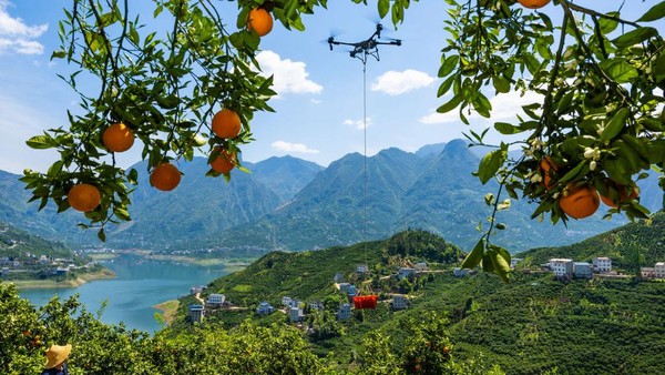 Drone Jadi Alat Transportasi Angkut Jeruk dari Kebun ke Pasar di China