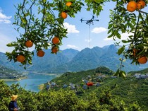 Drone Jadi Alat Transportasi Angkut Jeruk dari Kebun ke Pasar di China