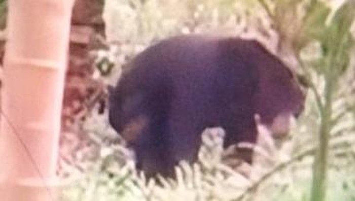 Foto yang Beredar dalam Isu Munculnya Beruang Liar