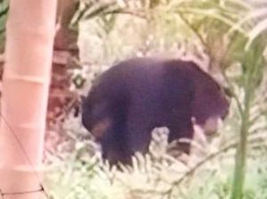 Isu Beruang Liar Muncul di Muba Bikin Heboh Warga