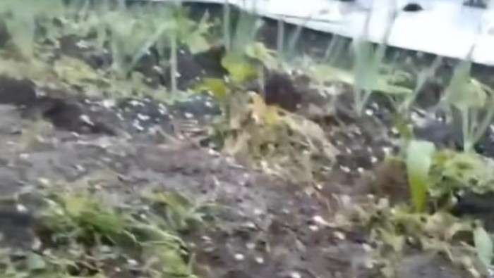 Hujan es terjadi di Pagar Alam.
