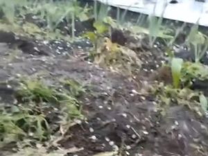 Fenomena Hujan Es Terjadi di Pagar Alam, BMKG Sebut Masuk Musim Pancaroba