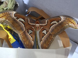 Kupu-kupu Ini Besar Banget, Ukuran Sayapnya Bisa Sampai 30 Cm