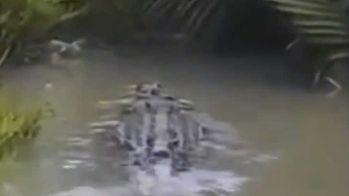 Penampakan buaya di Kecamatan Medan Labuhan.