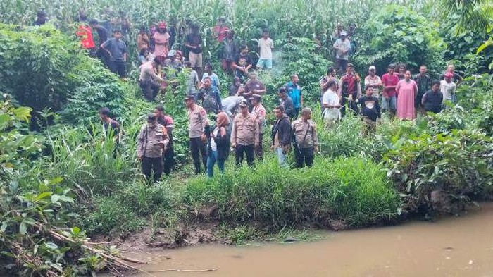 BKSDA Ungkap Buaya Sering Muncul di Sungai Palopo gegara Habitat Berkurang
