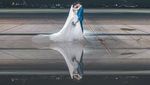 Maskapai Ini Buka Lokasi Terlarang buat Foto Prewedding