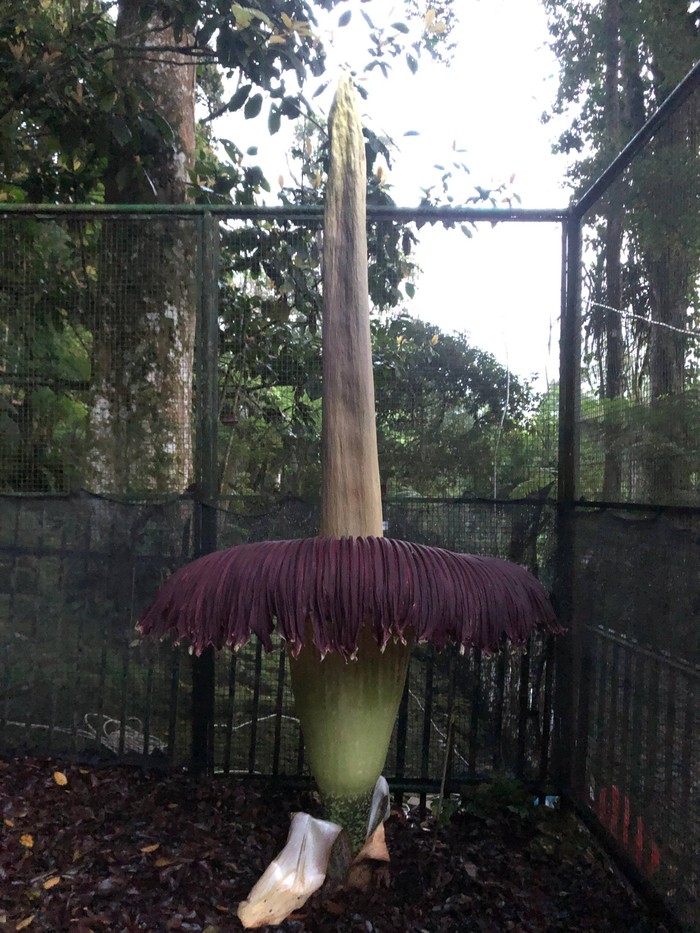 Salah satu bunga bangkai koleksi Kebun Raya Cibodas mekar pada Jumat (19/4/2024).