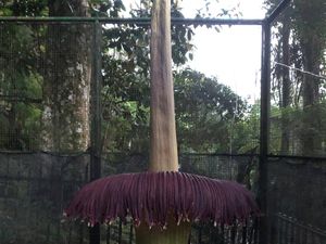 Mekarnya Bunga Bangkai Jadi Kado Ultah ke-172 Kebun Raya Cibodas