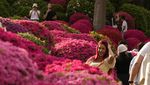 Terpesona Indahnya Bunga Azalea di Kuil Nezu Tokyo