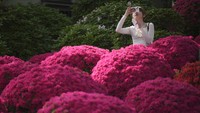 Selama berlangsungnya festival, pengunjung dapat menyusuri kebun azalea dan menikmati perayaan lainnya di dalam komplek kuil. AP/Eugene Hoshiko