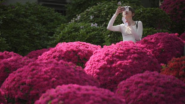 Visitors walk through azalea blossoms at Nezu Shrine on a mild spring day Monday, April 15, 2024, in Tokyo. In the Shinto beliefs, Nezu Shrine was built about 1900 years ago, and it's considered one of the oldest shrines in Tokyo. (AP Photo/Eugene Hoshiko)
