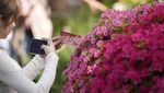 Terpesona Indahnya Bunga Azalea di Kuil Nezu Tokyo